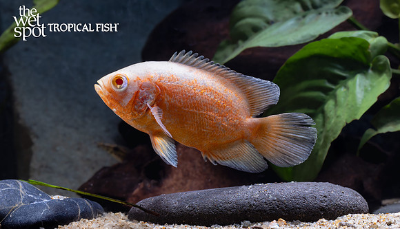 Astronotus ocellatus "Albino Red Oscar"