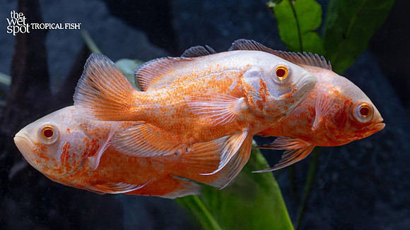 Astronotus ocellatus "Chili Red Oscar"
