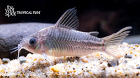Corydoras sp. "C123"  "Yellow Cat"