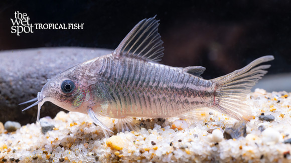 Corydoras sp. "C123"  "Yellow Cat"