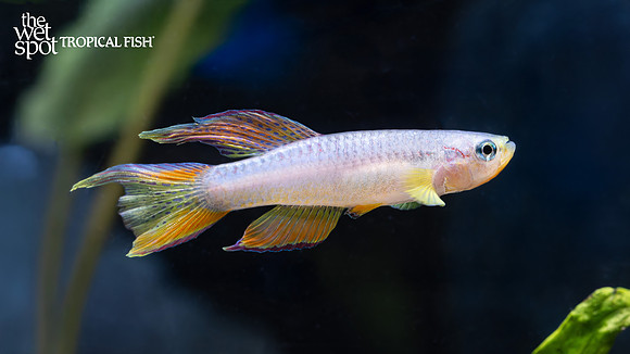 Aphyosemion splendopleure "Splendid Killi"