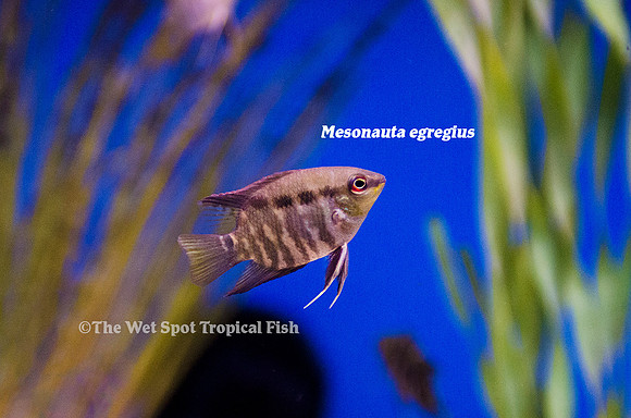 Mesonauta egregius - Festivum Cichlid