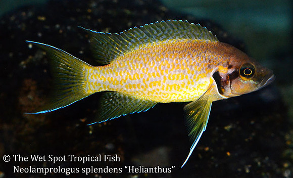 Neolamprologus splendens "Helianthus"