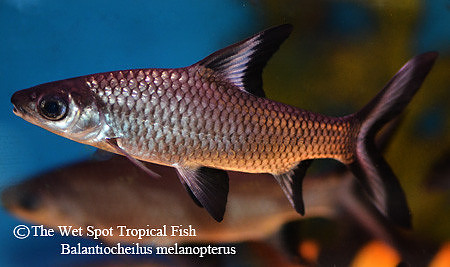 Balantiocheilus melanopterus - Bala Shark