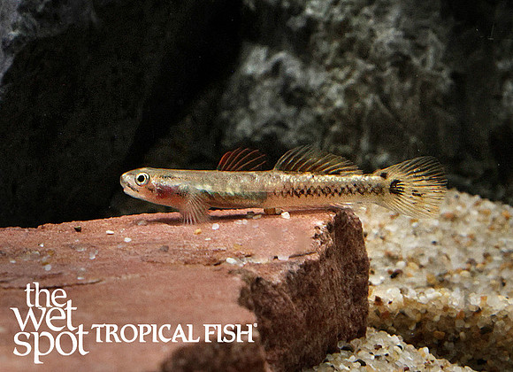 Stiphodon aureofuscus - Golden Striped Goby