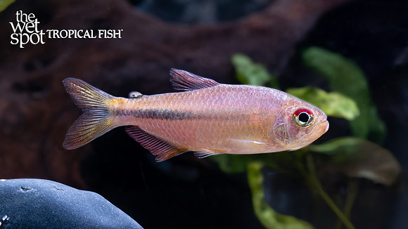 Moenkhausia sp.  "Galaxy"