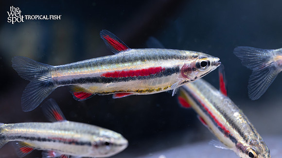 Nannostomus marginatus "Gold Dwarf Pencilfish"  "Brazil"