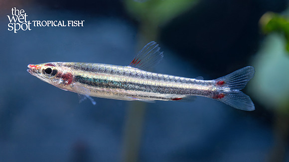 Nannostomus sp. "Lipstick Pencilfish"  "São Gabriel"