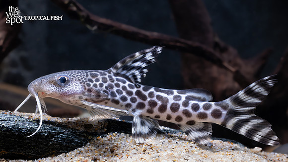 Synodontis pardalis