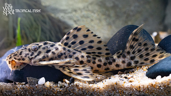 Leporacanthicus heterodon "L172a"  "Golden Vampire Pleco"