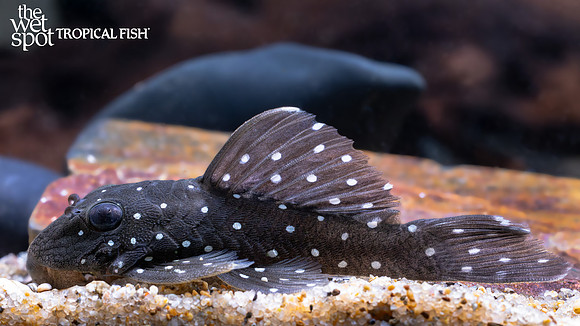Spectracanthicus punctatissimus "L030"  "Peppermint Pleco"