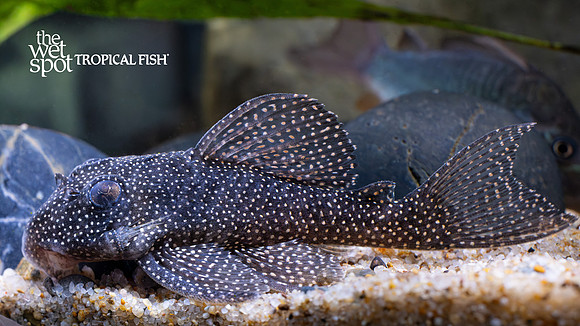 Hypancistrus sp. "L262"  "Small Spot/Stardust Pleco"