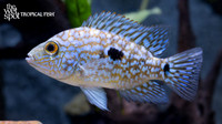 Herichthys carpintis "Green Texas Cichlid"  "Escondido"