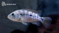 Amphilophus istlanus "Red Side Cichlid"