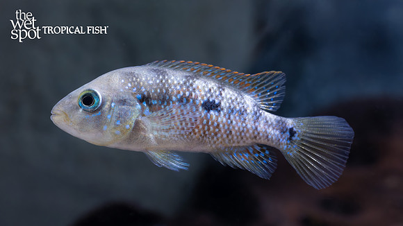 Amphilophus istlanus "Red Side Cichlid"