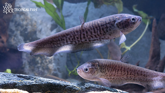 Papyrocranus congoensis "Congo Tiger Knife"