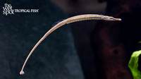 Doryichthys martensii "Black Line Pipefish"