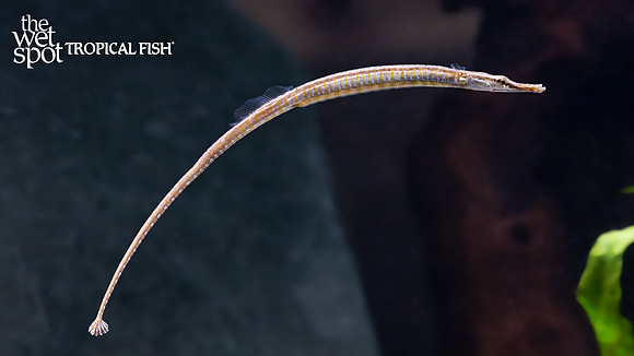 Doryichthys martensii "Black Line Pipefish"