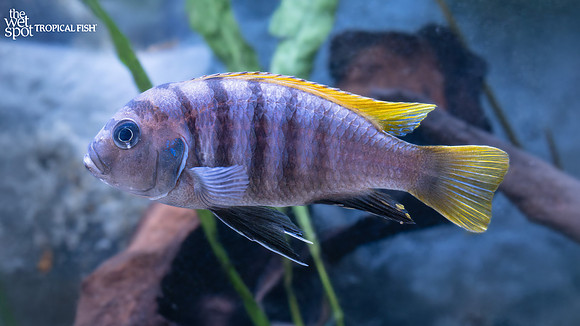 Cynotilapia sp. "Jalo" "Jalo Reef"