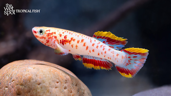 Fundulopanchax gardneri "Golden Gardneri Killi"