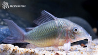 Brochis splendens "Emerald Green Cory"