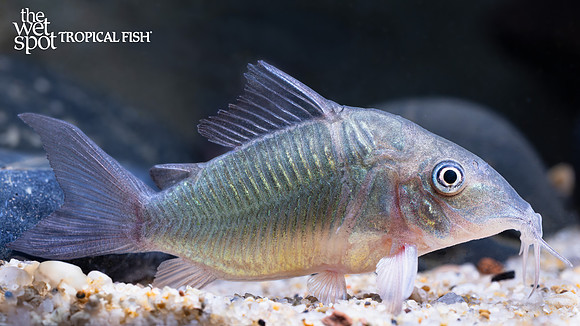 Brochis splendens "Emerald Green Cory"
