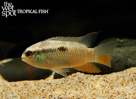 Laetacara sp. "Upper Atabapo"