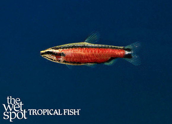Really Red Pencilfish Type 3 - Nannostomus sp.