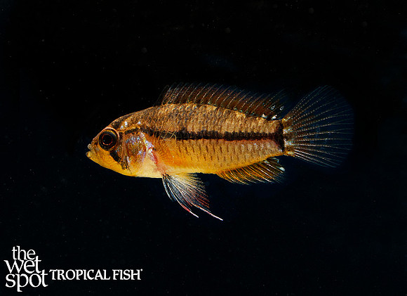 Apistogrammoides pucallpaensis - T-Bar Apisto Peru