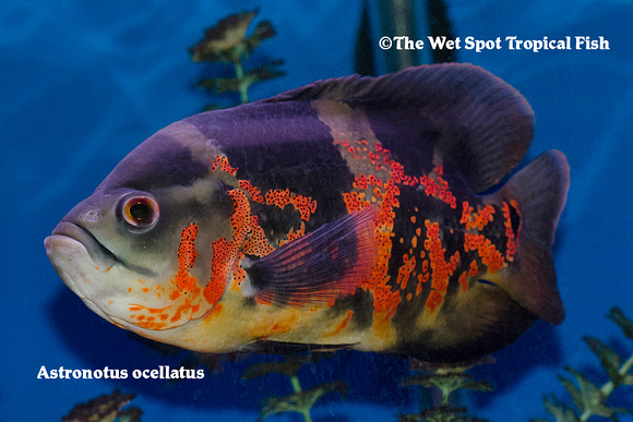 Astronotus ocellatus - "Tiger Oscar"