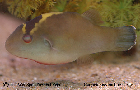 Jet Black Puffer - Carinotetraodon borneensis