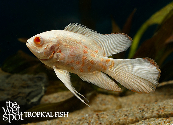 Astronotus ocellatus - "Long Fin Albino Tiger Oscar"