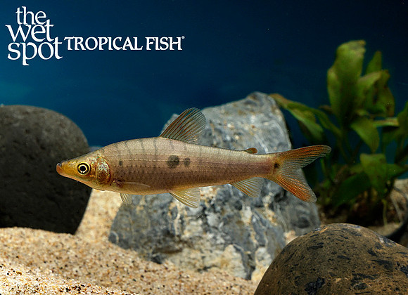 Pseudanos trimaculatus - "Three-Spot Headstander"