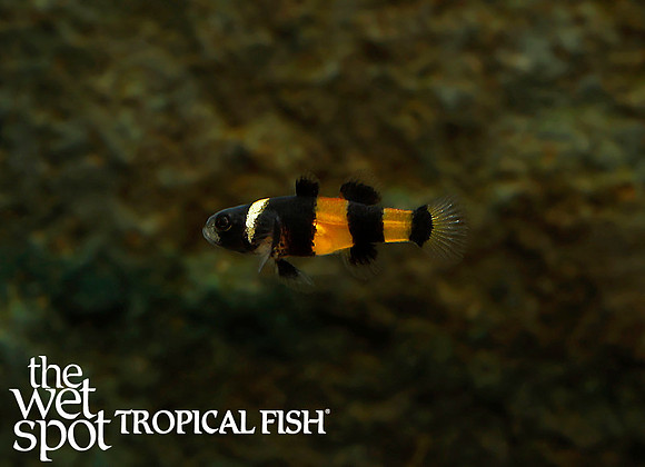 Brachygobius sabanus