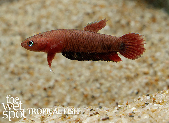 Betta sp."Jade" "Tungkal River" "Jambi"