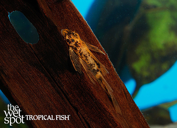 Ancistrus sp. Long Fin Calico Bushynose