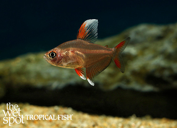 Hyphessobrycon rosaceus- "HY511" "White Fin Tetra"