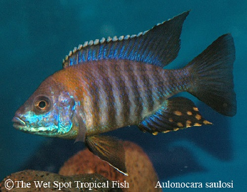 Aulonocara saulosi "Greenface"