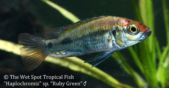 Haplochromis sp Ruby Green male
