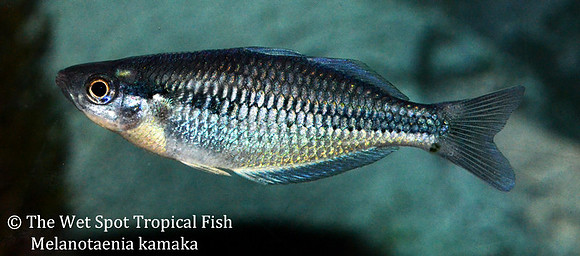 Kamaka Rainbowfish - Melanotaenia kamaka