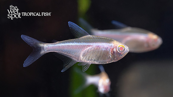 Hyphessobrycon herbertaxelrodi "Albino Black Neon Tetra"