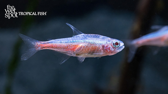 Paracheirodon axelrodi "Albino Cardinal Tetra"