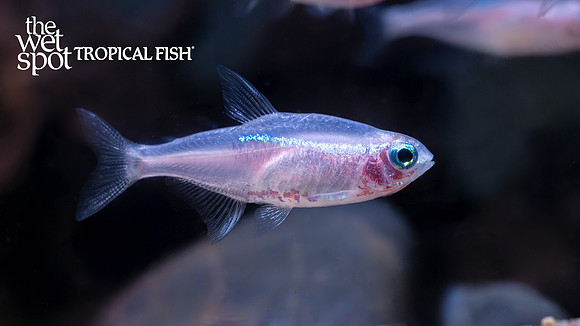 Paracheirodon innesi "Gold Blue Eye Neon Tetra"