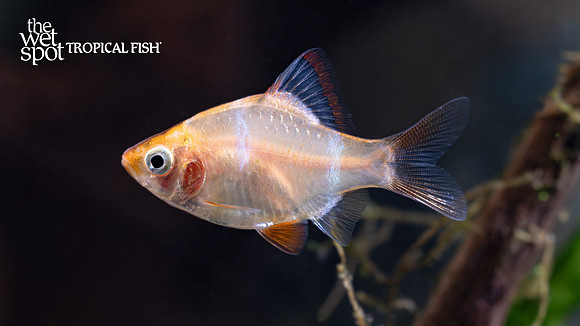 Puntigrus tetrazona  "Albino Tiger Barb"