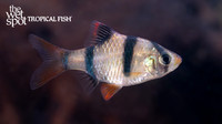 Puntigrus tetrazona "Tiger Barb"