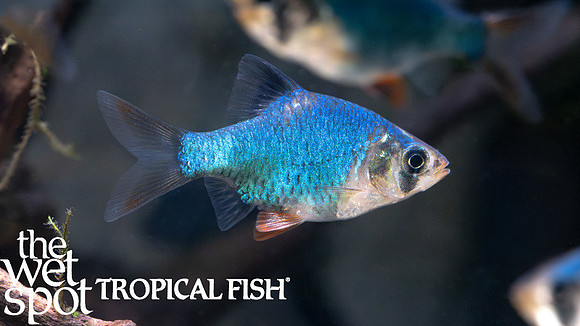 Puntigrus tetrazona"Green Tiger Barb"