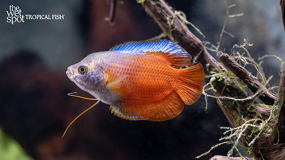 Trichogaster lalius "Red Flame Dwarf Gourami"