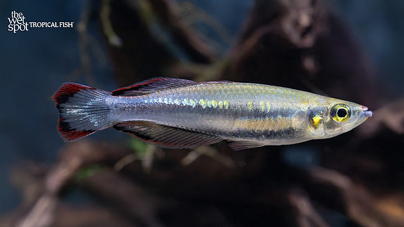 Bedotia madagascariensis "Madagascar Rainbow"