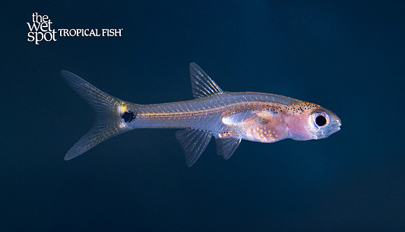 Barboides gracilis "Dwarf Amber Barb"  "Cameroon"