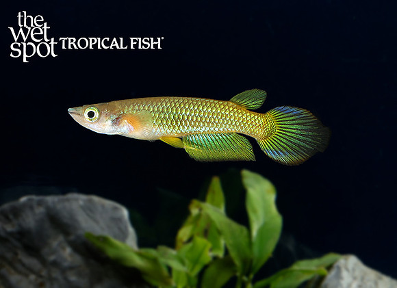 Aplocheilus lineatus Golden Wonder Killi